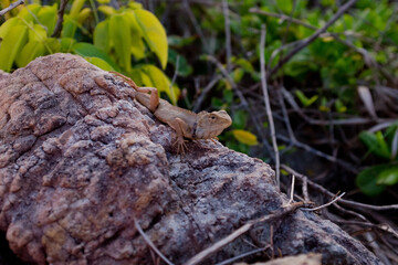 Naklejka premium A lizard sunbathing on the rock