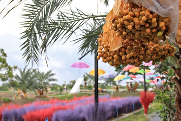 The name of the fruit is date palm. Fruitful in season