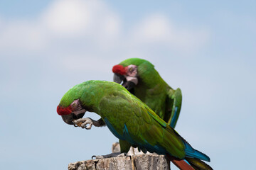 blue and yellow macaw
