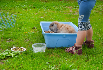 fluffy gray decorative rabbit on the summer lawn next to the cage walks on the grass, caring for and caring for pets