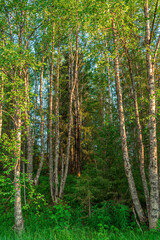 Forest trees. Nature green wood. Summer backgrounds.