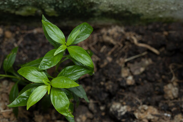Green chiretta can cure coronavirus.A view of the top of the fresh green Green chiretta leaves in the garden.Andrographis paniculata.