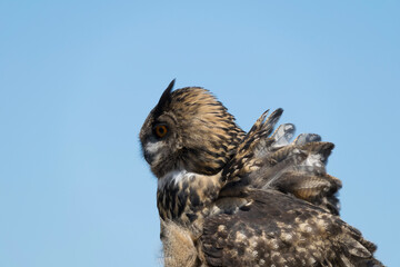 owl in flight