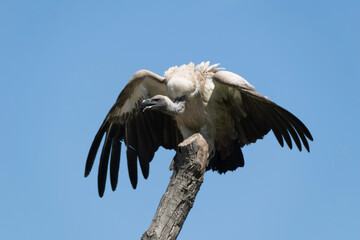 vulture in flight