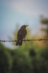 bird on a wire