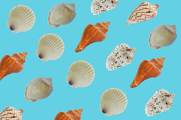 shell is isolated on a colored background