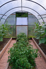 view inside the greenhouse, cucumber seedlings in the greenhouse, the concept of gardening