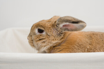 A close up of a brown rabbit sitting on the basket