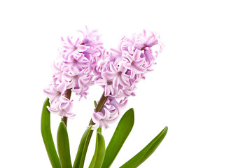 Pink Hyacinth flower isolated white background