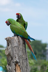green winged macaw