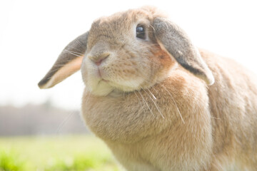 A close up of a cute rabbit playing outdoor