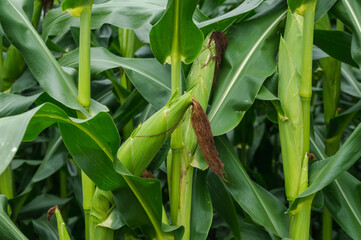 実ったデントコーン