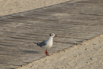 M&ouml;wa auf Holzsteg