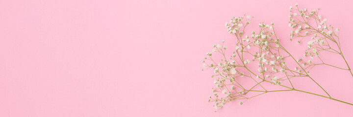 Branch of gypsophila flower on a pink background. Tenderness concept with copyspace.