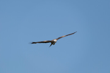 osprey in flight