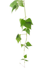 shaped green leaf climbing vines plant isolated on white background. Cowslip creeper the medicinal tropical plant.