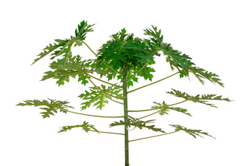 tree green leaves isolated. tree papaya closes up, isolated on white background. shot in studio