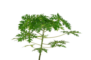 tree green leaves isolated. tree papaya closes up, isolated on white background. shot in studio