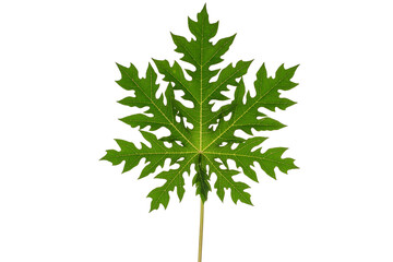 green leaves isolated. split leaf green leaves isolated on white background. green palm leaf...