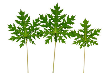 green leaves isolated. split leaf green leaves isolated on white background. green palm leaf...
