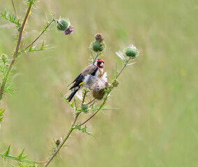 European goldfinch, Carduelis carduelis, feeding on common thistle, the favourite food of this bird, Germany