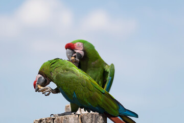 blue and yellow macaw