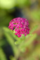 Pink Yarrow