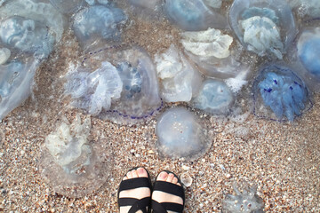 Close-up of cornerot and aurelia jellyfish on the sandy shore and in the water. Ecological...