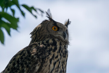 close up of an owl