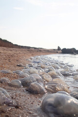 Close-up of cornerot and aurelia jellyfish on the sandy shore and in the water. Ecological catastrophe. Threat to humans. The invasion of jellyfish in the sea. Rhizostoma pulmo and Aurelia aurita