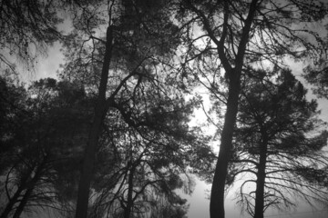 la luz del sol entra a través de los árboles