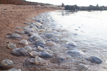 Close-up of cornerot and aurelia jellyfish on the sandy shore and in the water. Ecological catastrophe. Threat to humans. The invasion of jellyfish in the sea. Rhizostoma pulmo and Aurelia aurita