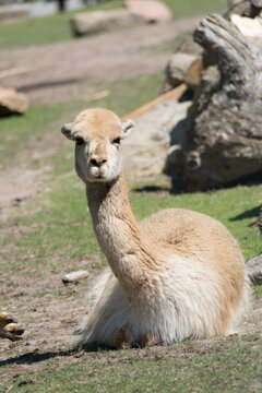 llama in the zoo