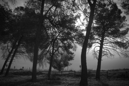 la luz del sol entra a trav&eacute;s de los &aacute;rboles