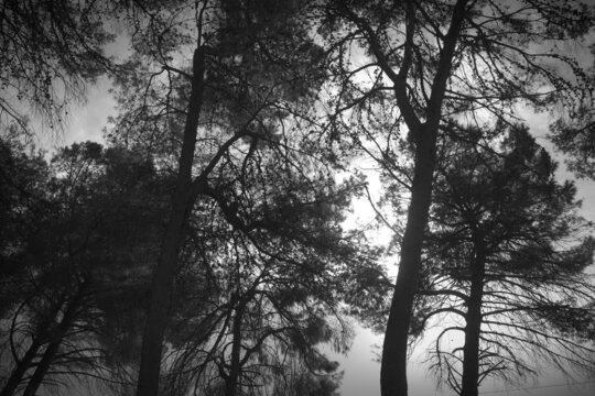 la luz del sol entra a trav&eacute;s de los &aacute;rboles