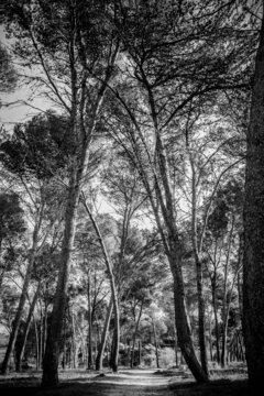 Grandes &aacute;rboles proyectando sombra en el campo
