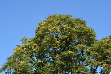 Fototapeta premium Tree of heaven
