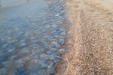 Close-up of cornerot and aurelia jellyfish on the sandy shore and in the water. Ecological catastrophe. Threat to humans. The invasion of jellyfish in the sea. Rhizostoma pulmo and Aurelia aurita