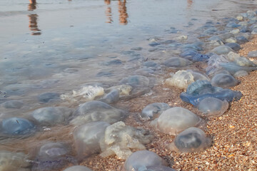 Close-up of cornerot and aurelia jellyfish on the sandy shore and in the water. Ecological catastrophe. Threat to humans. The invasion of jellyfish in the sea. Rhizostoma pulmo and Aurelia aurita