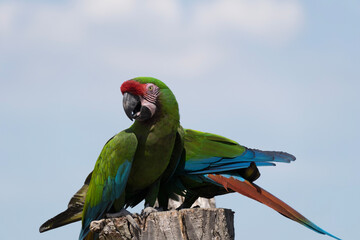 blue and yellow macaw