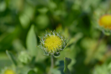 Great blanket flower