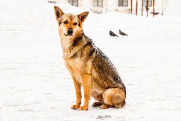 beautiful red-haired courtyard dog on snow