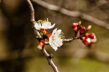 beautifully flowering cherry branches on which the bees sit