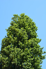 Lombardy poplar