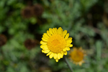 Yellow chamomile