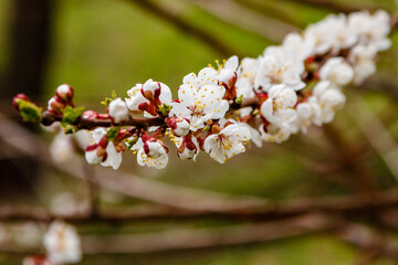 beautifully flowering cherry branches on which the bees sit