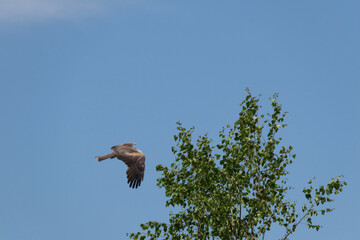 vulture in flight