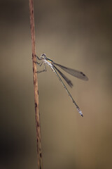 Damselfly on a straw (common spreadwing)