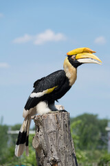yellow billed hornbill