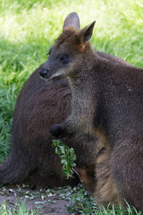 kangaroo and baby